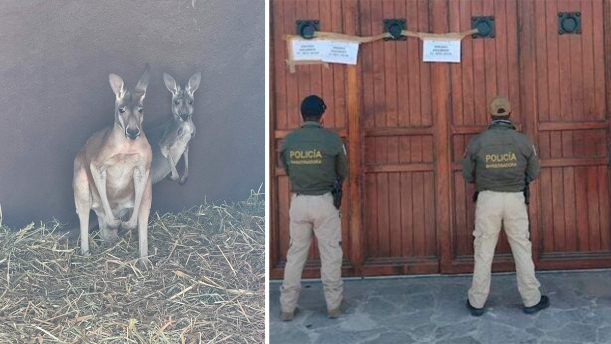Detienen a presunta banda de narcomenudistas; les incautan armas, droga y… dos canguros