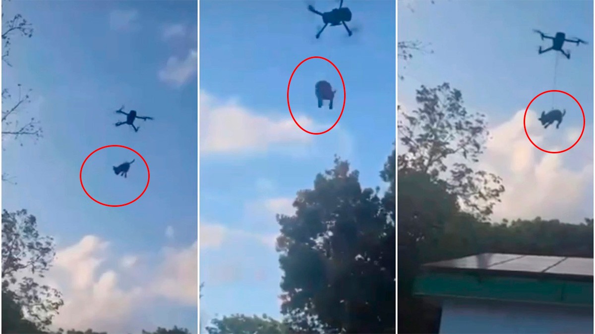 VIDEO Captan a jóvenes elevando a un cachorro con un dron a tres metros del suelo