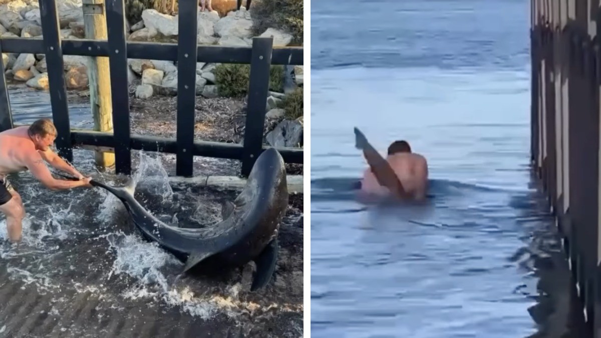 VIDEO ¿Quiso rescatar o montar a un tiburón?; en esto terminó la locura