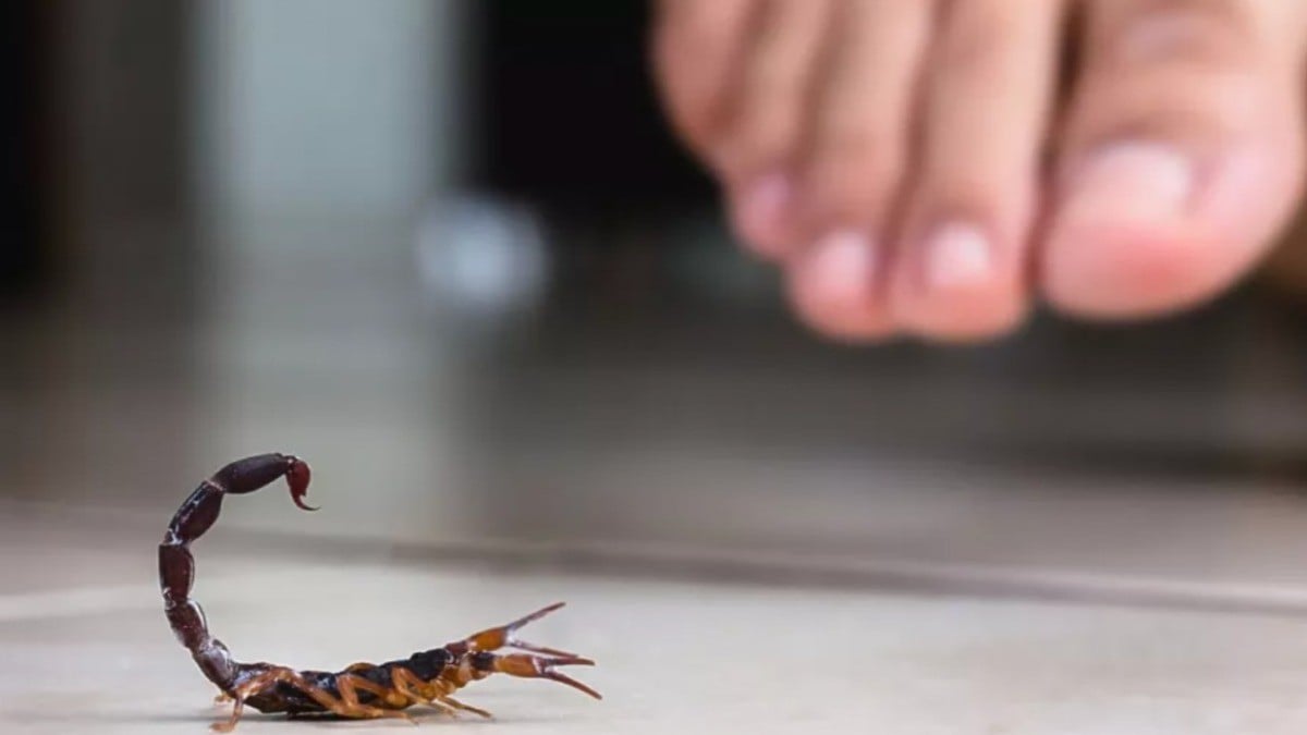 ¡Cuidado! Aumentan en León picaduras de alacrán; esta es la razón  