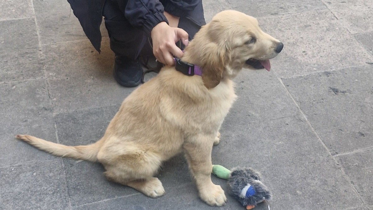 ¡Ya hay fecha! Hospital Veterinario de León abrirá sus puertas en este mes