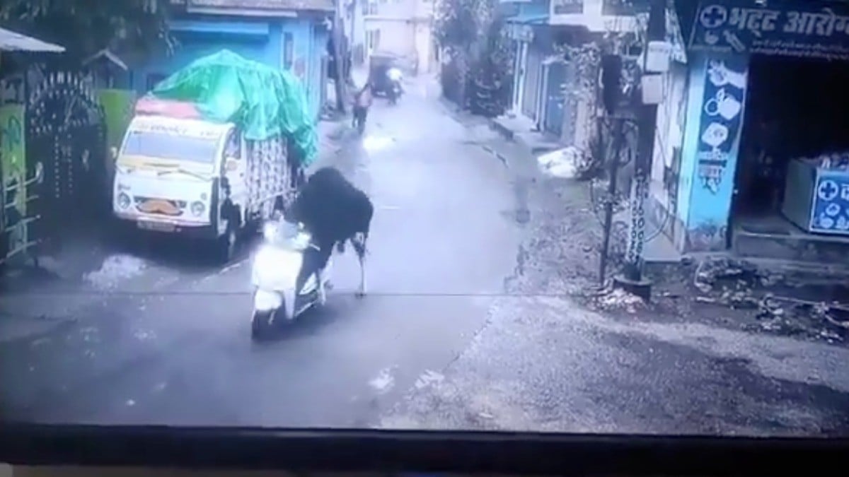 VIDEO ¡Insólito! Toro conduce moto y sorprende a peatones de esta ciudad