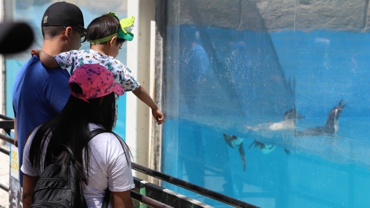 Avanza renovación del Zoológico de León; ¡habrá más juegos y así quedará!