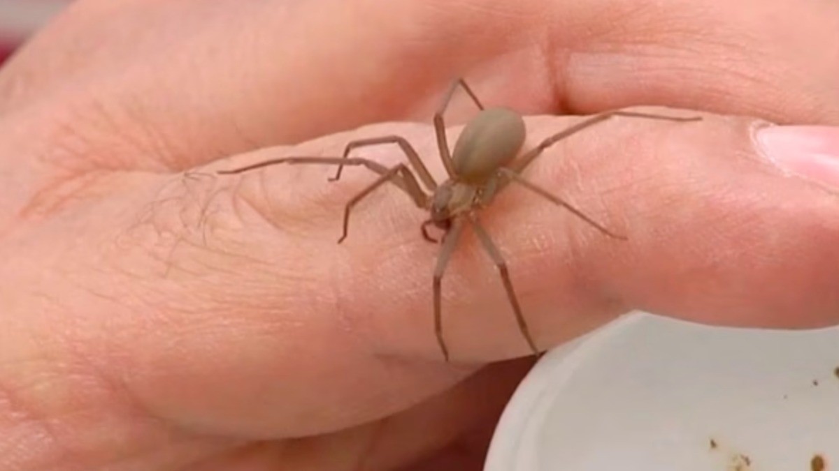 ¡Alerta en casa! Así puedes evitar una mordedura de araña violinista mortal
