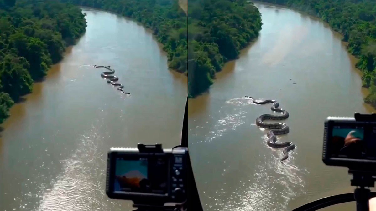 VIDEO ¡Impresionante! Graban a una anaconda de ocho metros nadando en este río