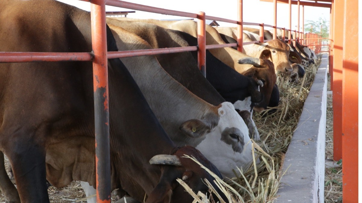 Frenan oootra vez ingreso de ganado