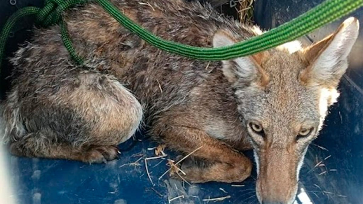 Coyote rescatado en León vuelve a la libertad junto a otros animales silvestres