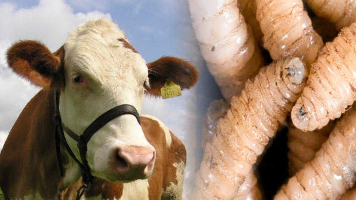 ¡Alerta roja! Urgen acciones contra la expansión del gusano barrenador en México