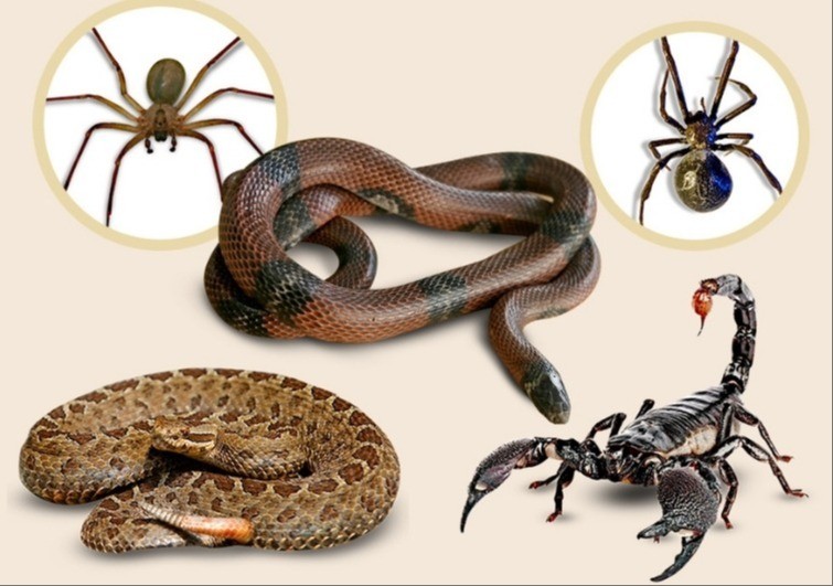 Con este calor… ¡cuídate de las picaduras!