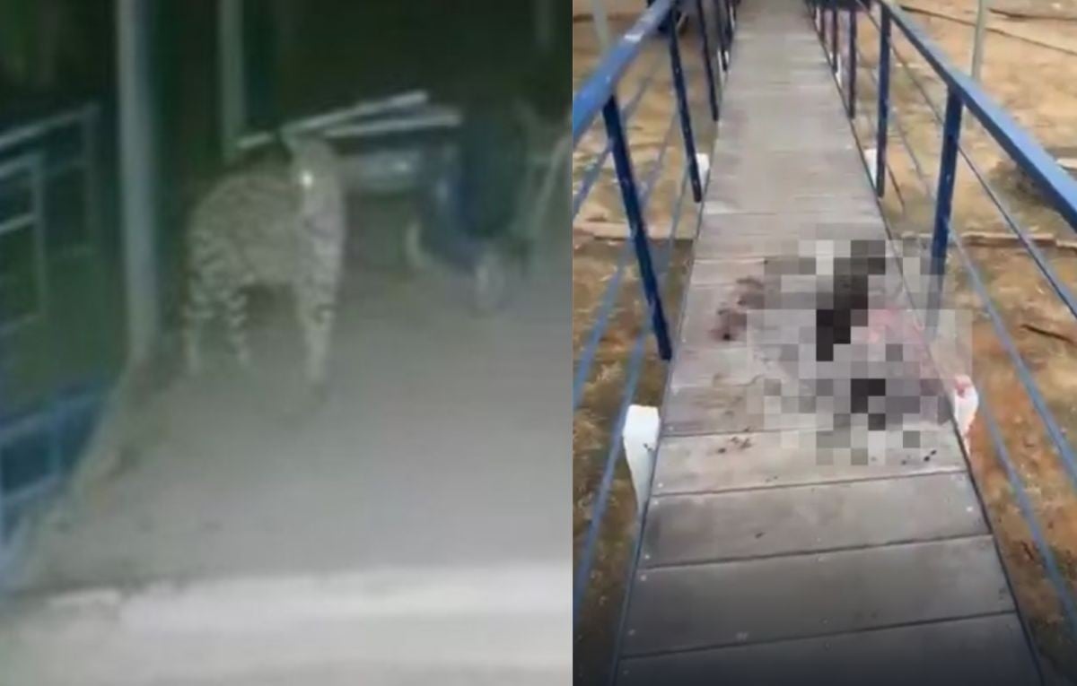 VIDEO Fue devorado: Jaguar ataca y mata a trabajador de finca 