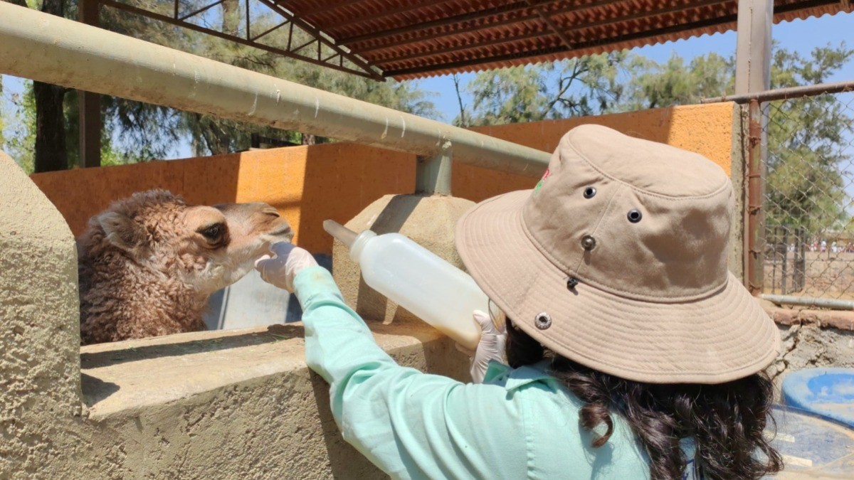 ¡Nuevos inquilinos! Zoológico de León recibe a dos ejemplares más