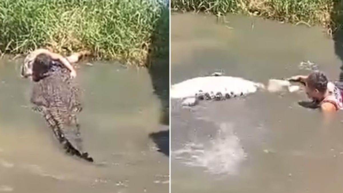 VIDEO Por una ‘selfie’: Joven es atacado por cocodrilo al entrar a recinto en el zoológico