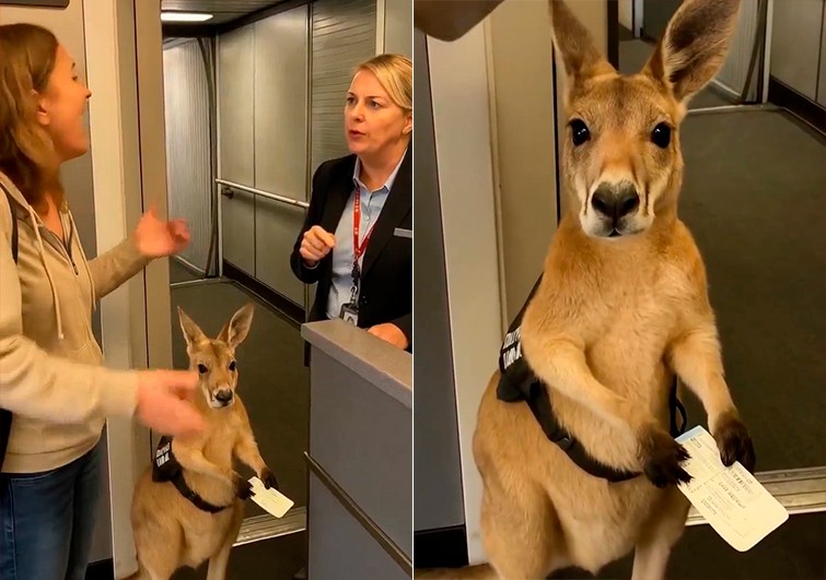 ¿Fue fake? Esto sabemos del VIDEO del canguro emocional y su intento por abordar un avión