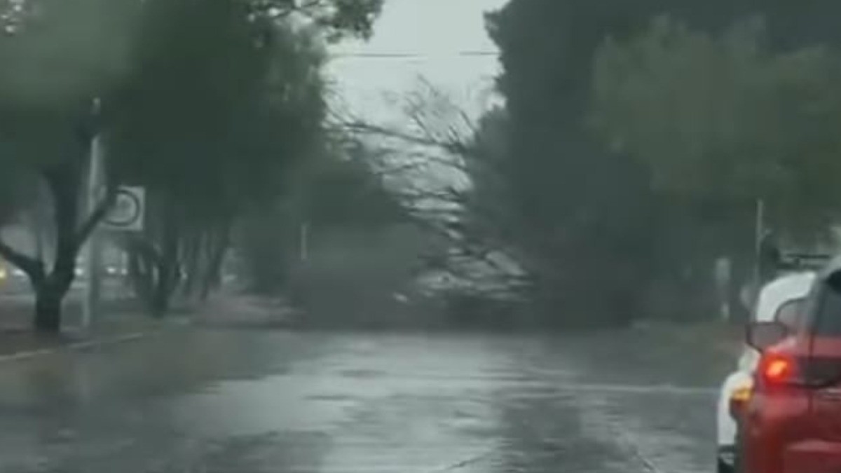 ¡Caos vial por la lluvia! Aguacero causa cierre del Malecón y caída de árbol en Las Torres