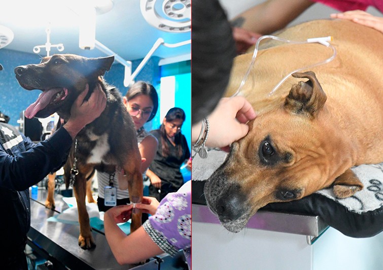 Figo, perro policía, dona sangre y salva la vida de Loki, una mascota en estado grave