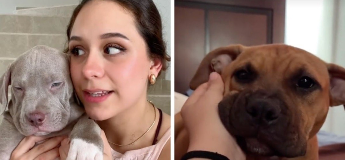 Viva Aerobús entrega perro equivocado a pasajera: el error viral que tocó corazones