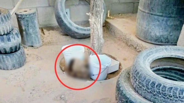 ¡De terror! Perrito lleva a su casa un cráneo humano en el hocico