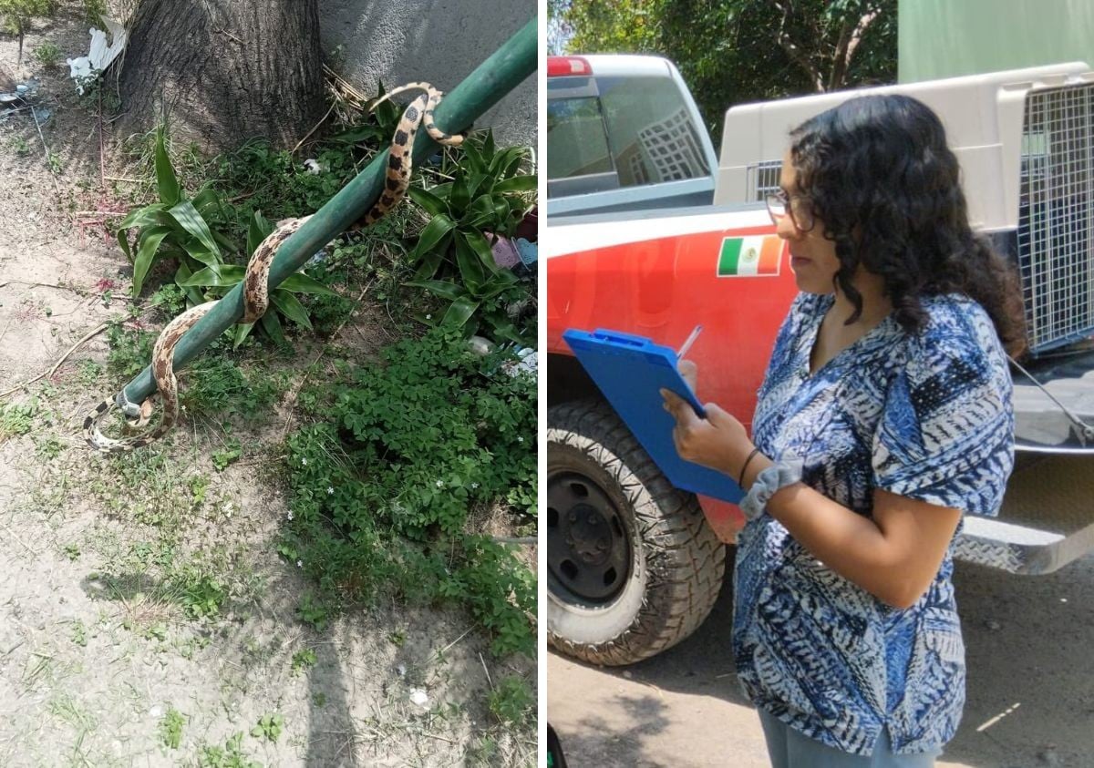 ¡Tremendo susto! Víbora entra a casa en León y familia queda sorprendida