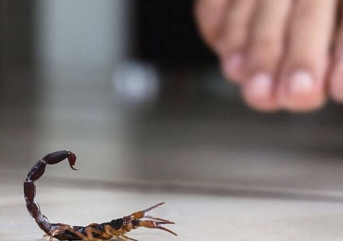 Cruz Roja de León se queda sin suero antialacránico; ¡costo aumentará 50 %!