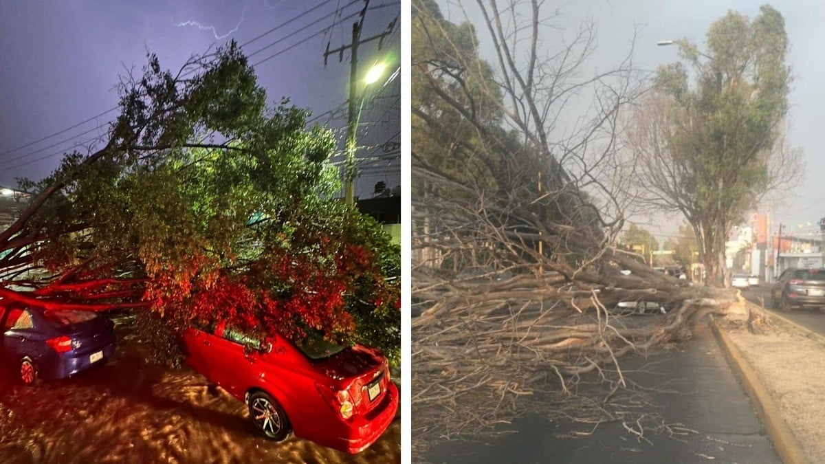 VIDEO ¿Por qué se están cayendo tantos árboles en León con las lluvias?