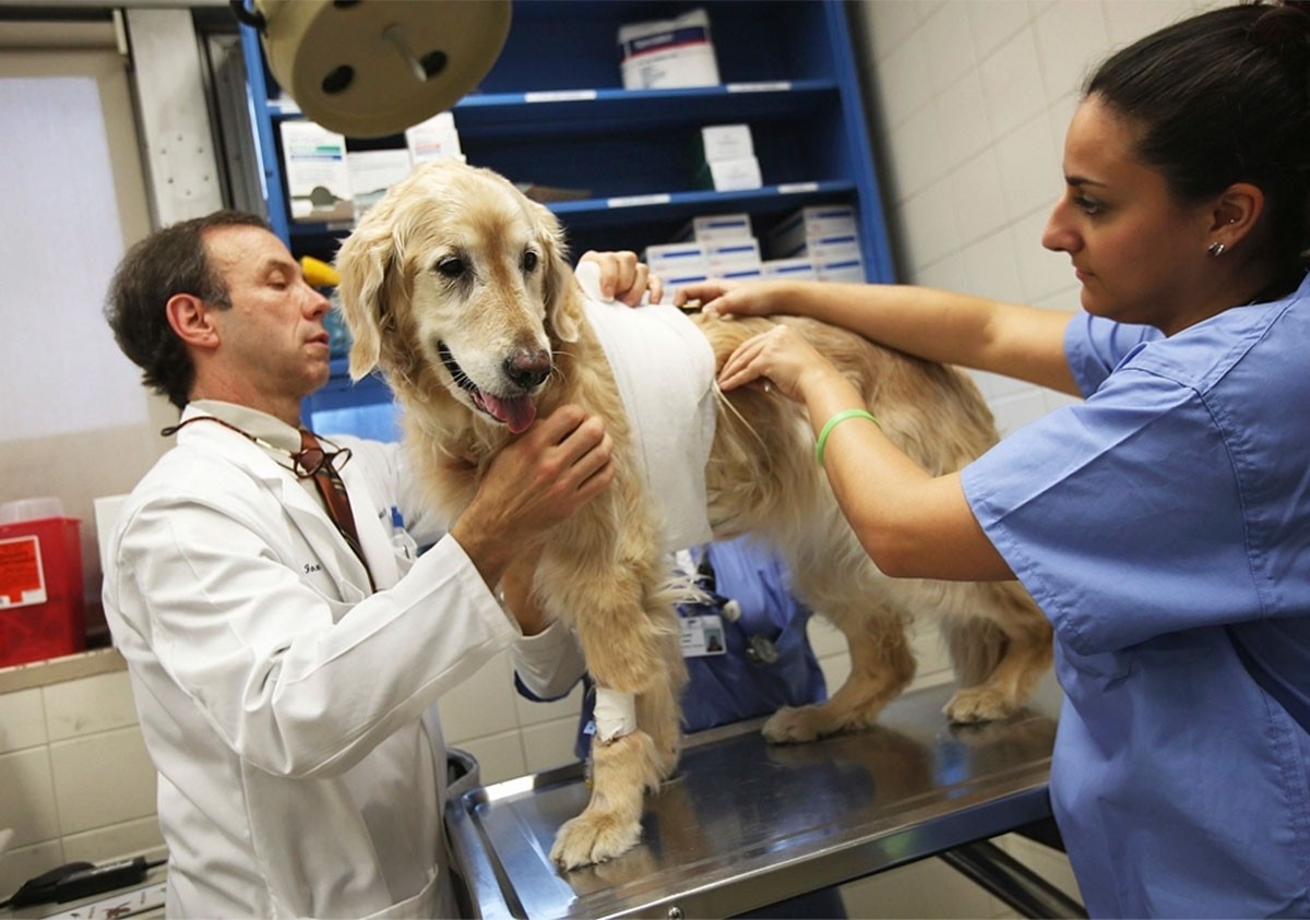 ¿Tienes mascota? Esta cadena de farmacias ofrecerá consultas veterinarias gratuitas