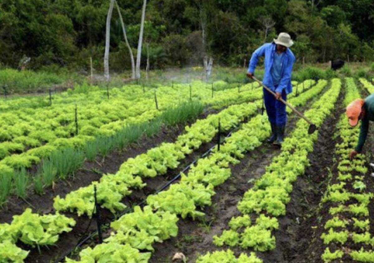 Lluvias ayudarán a la recuperación de cultivos de temporal en León