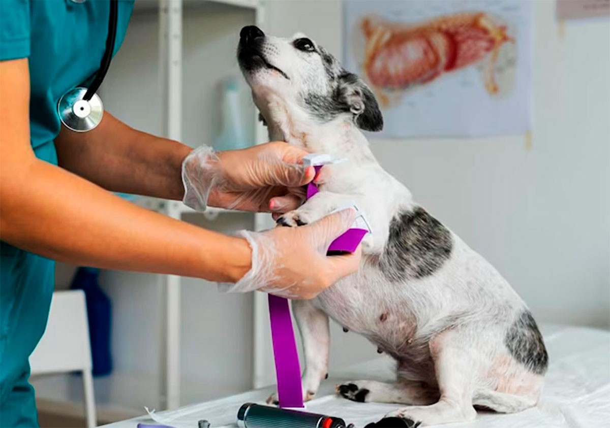 Estos son los precios del Hospital de Mascotas de León; 40% más barato