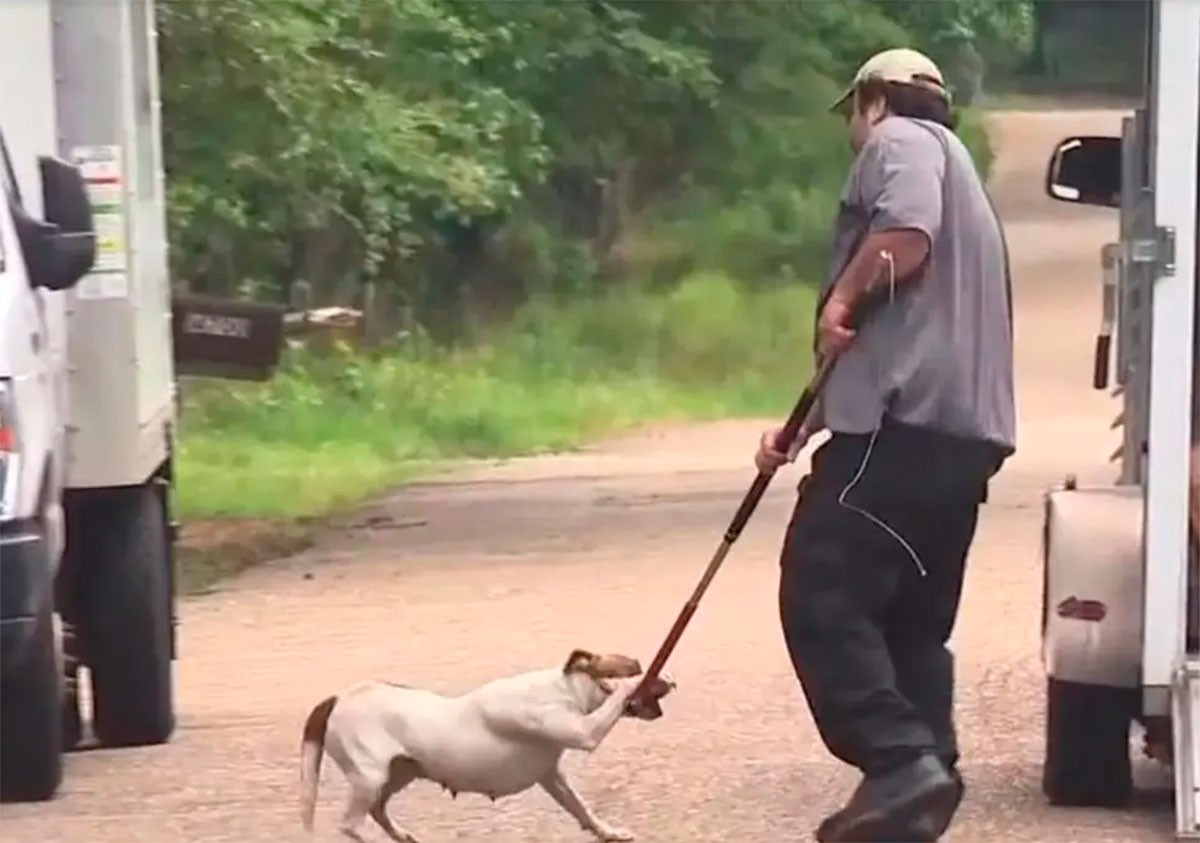 Joven rescatista intentaba alimentar a perros callejeros y muere atacada por una jauría