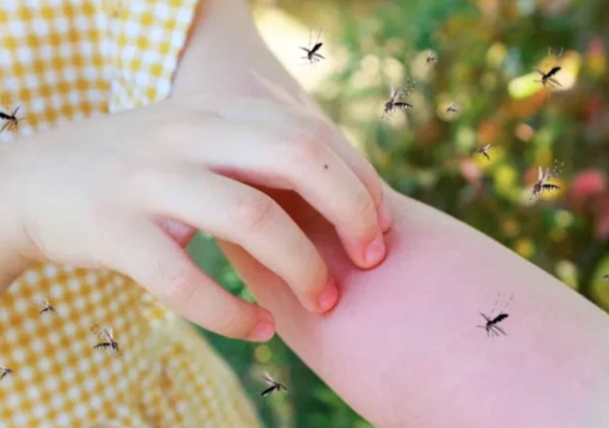 ¡Toma nota! Así podrás ahuyentar a los mosquitos en temporada de lluvias