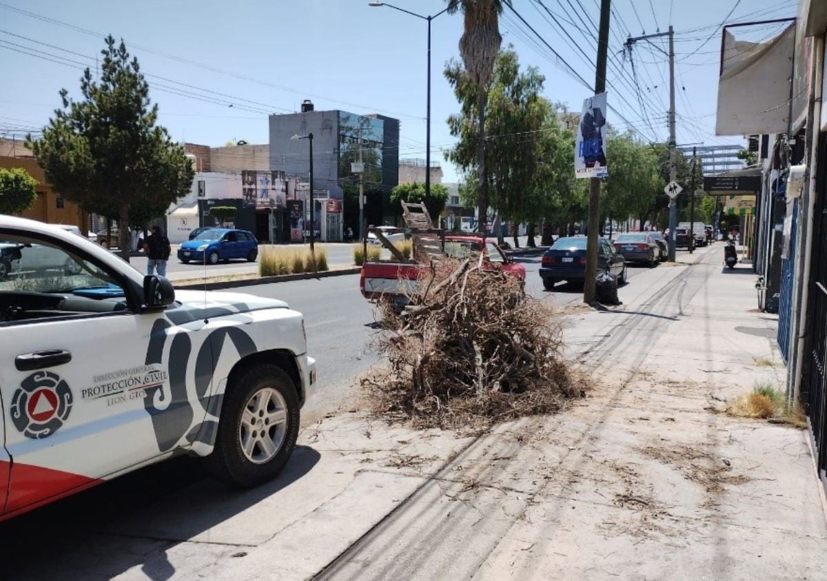 ¿Has visto un árbol caído o por caerse? En León refuerzan mantenimiento y puedes reportar