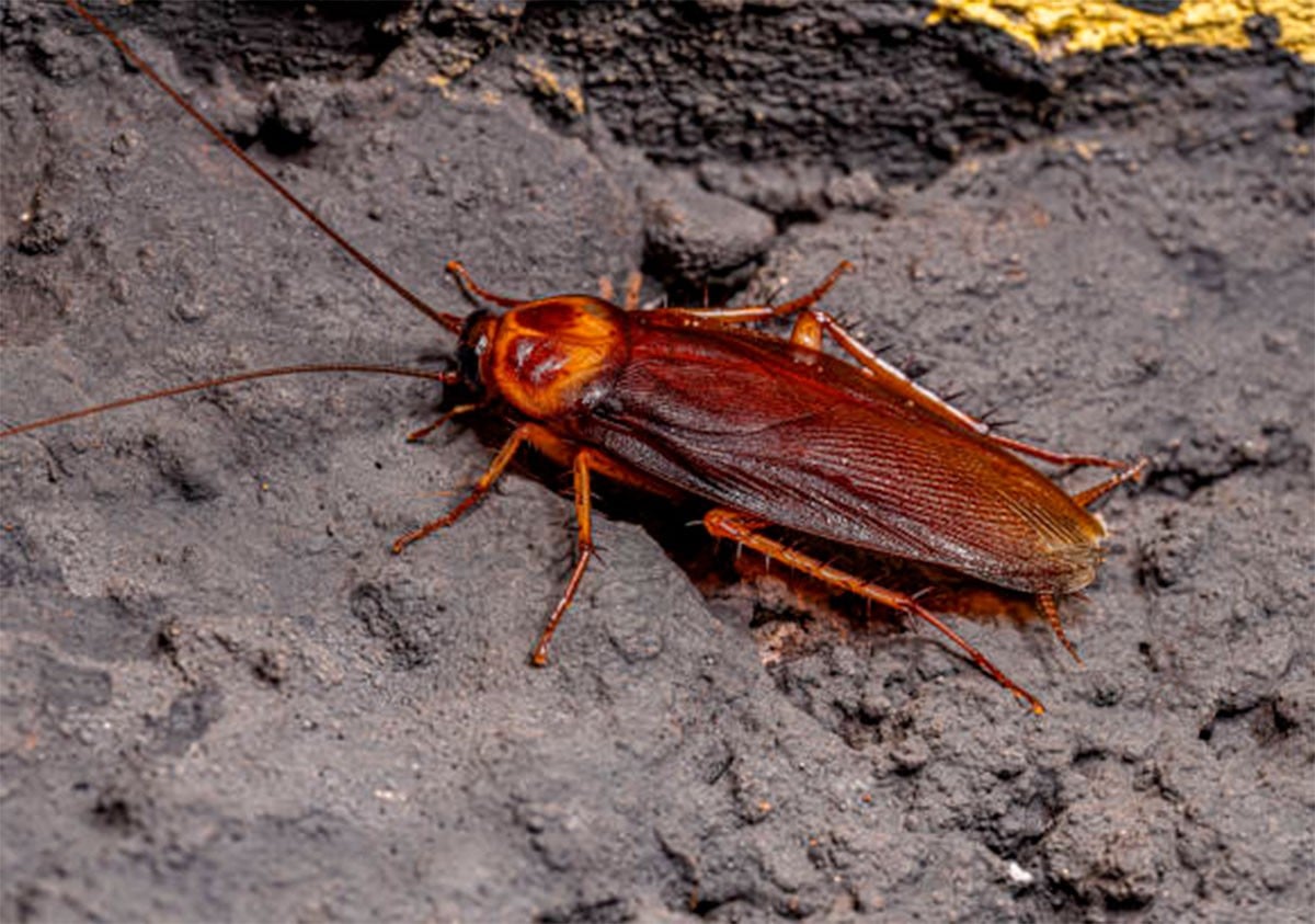 ¿Sufres infestación de cucarachas en temporada de lluvias? Te decimos cómo evitarla