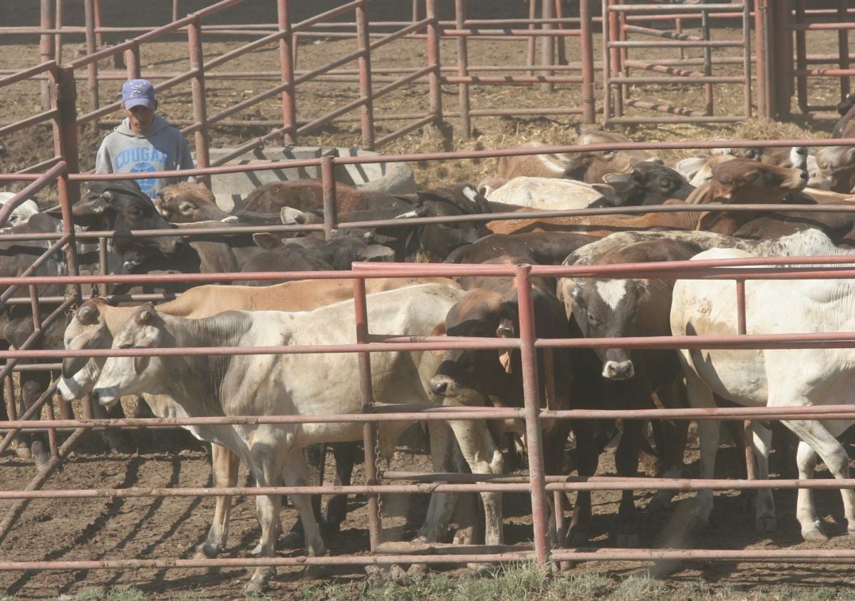 Hacen recortes en Senasica …y arrecian plagas