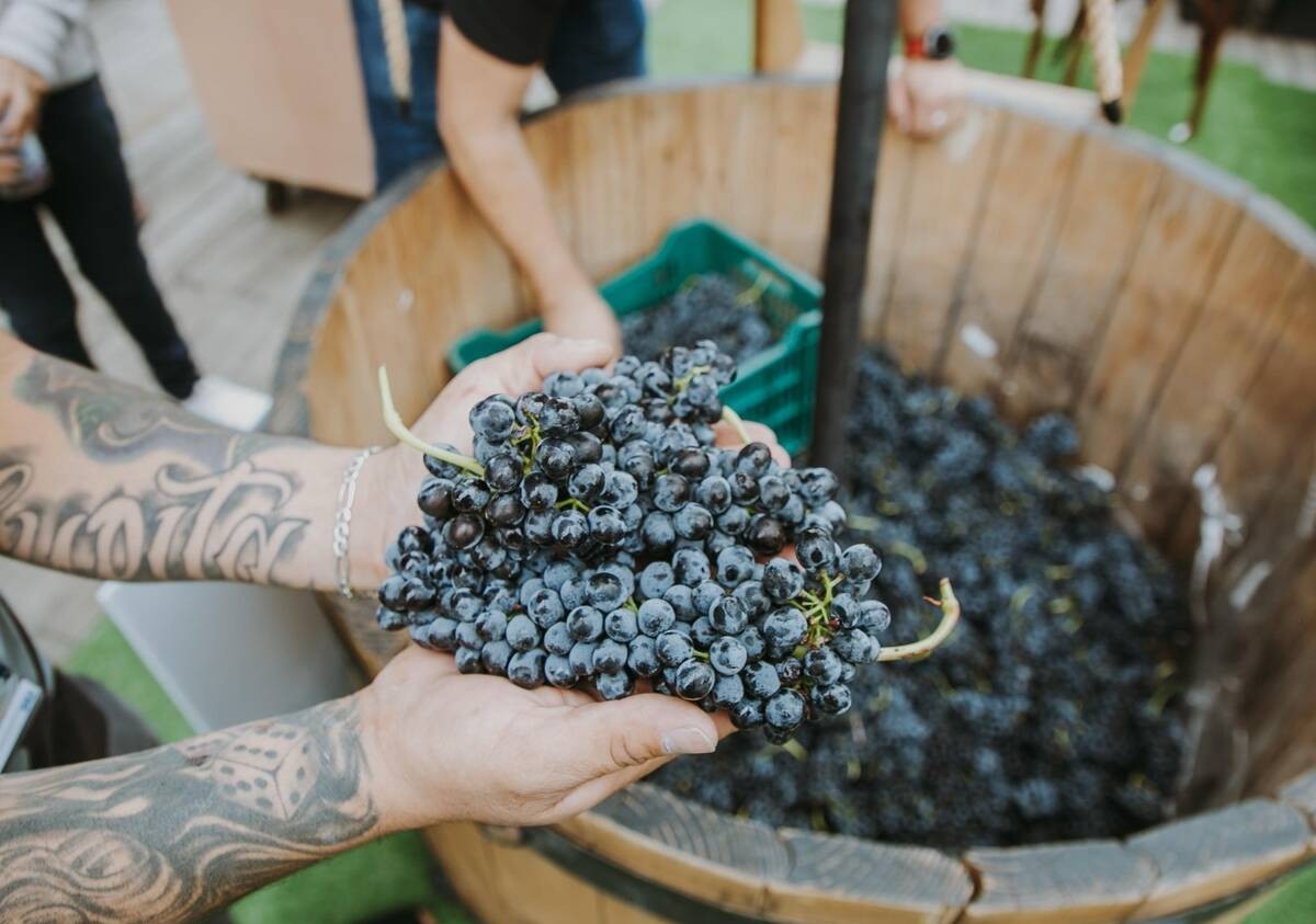 ¡Guanajuato sí sabe! Checa la ruta de las Fiestas de la Vendimia para estas vacaciones