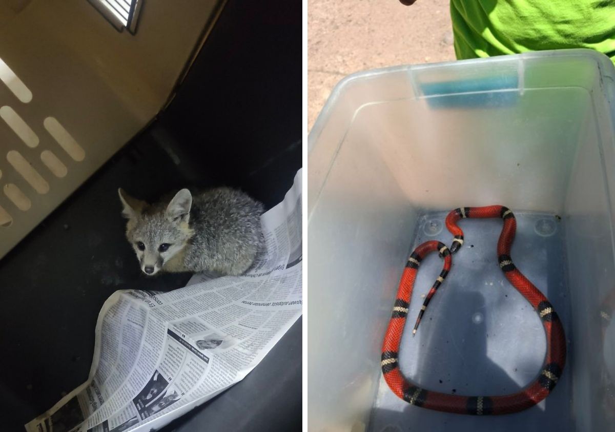 Sorprende un zorro y una serpiente en comercios de León; buscaban refugio