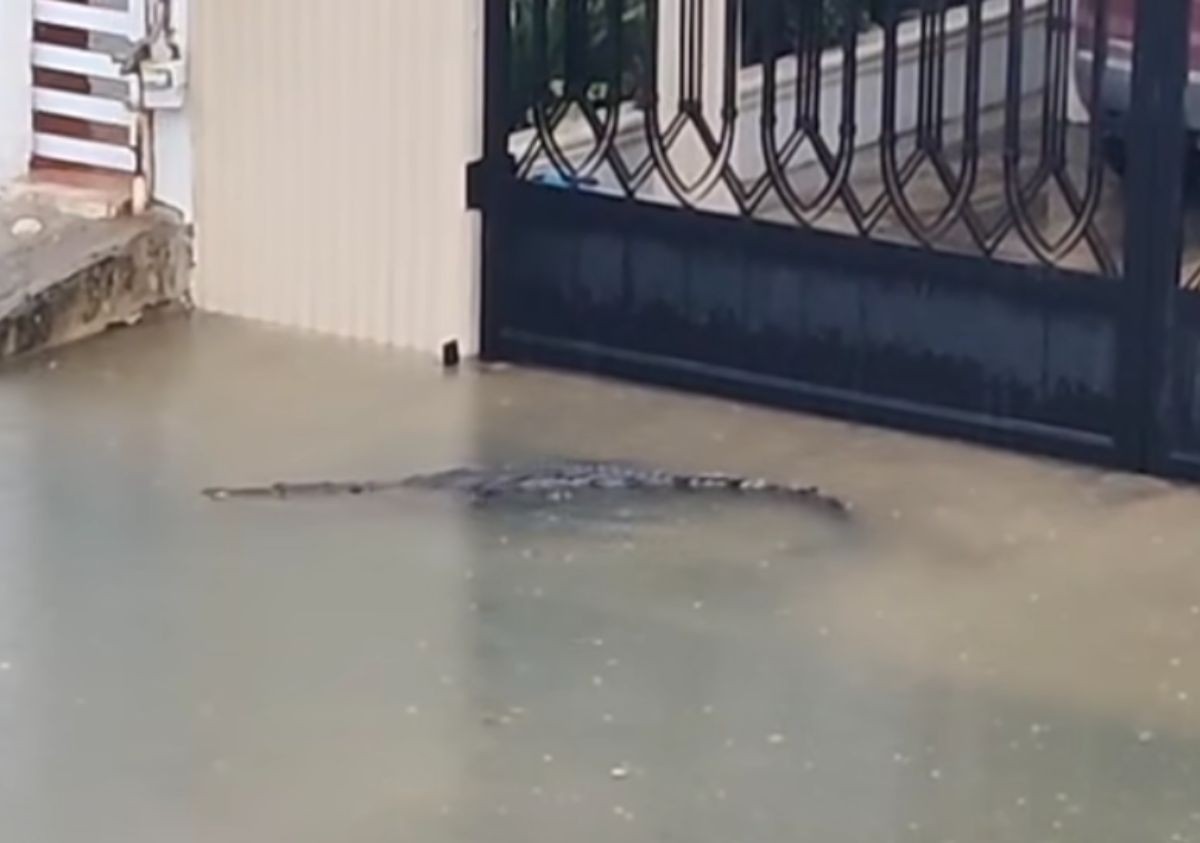 VIDEO ¡Aprovechó la inundación! Cocodrilo de 2 metros atemoriza a vecinos 