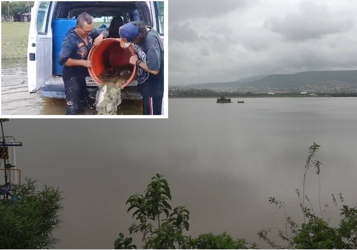 ¡Sí se pudo! Pescadores 'revitalizan' la presa El Palote con siembra de peces