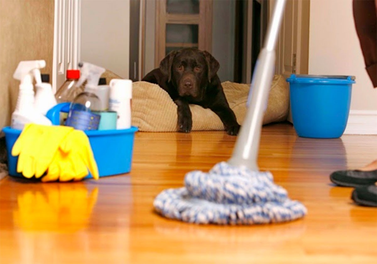 Usar cloro para limpiar la orina de tu mascota puede ser peligroso; te explicamos por qué