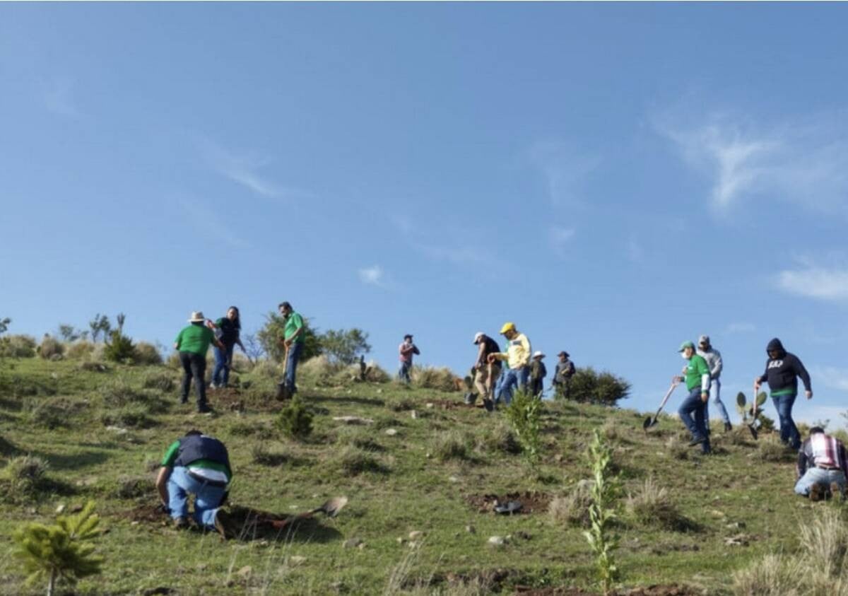¡Participa! Le apuesta León a la reforestación en la Sierra de Lobos