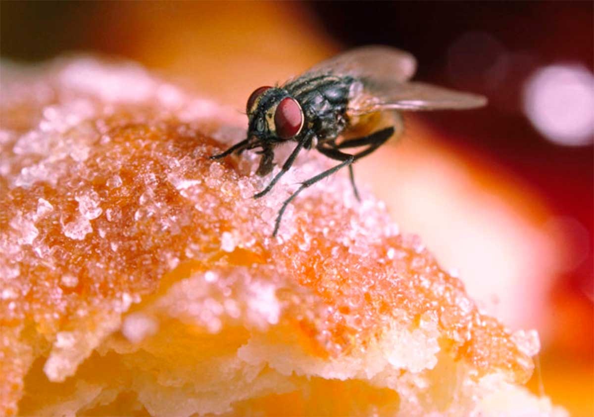 ¿Cuánto tarda una mosca en contaminar tu comida? Menos de lo que imaginas