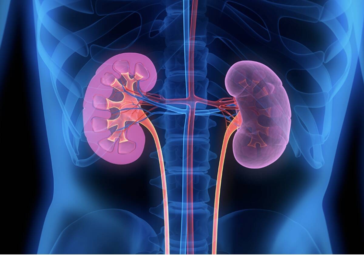 ¿Sabes cómo están tus riñones? La UNAM te da esta guía para mantenerlos sanos
