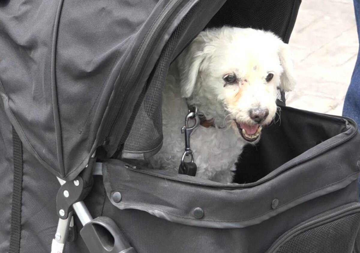 Joven pide que la dejen subir con su mascota al transporte; ¿qué opinas de esto?