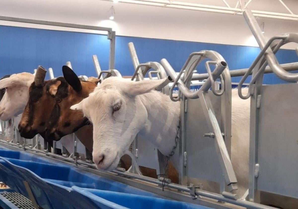 Pierden ganaderos 400 mdd por cierre