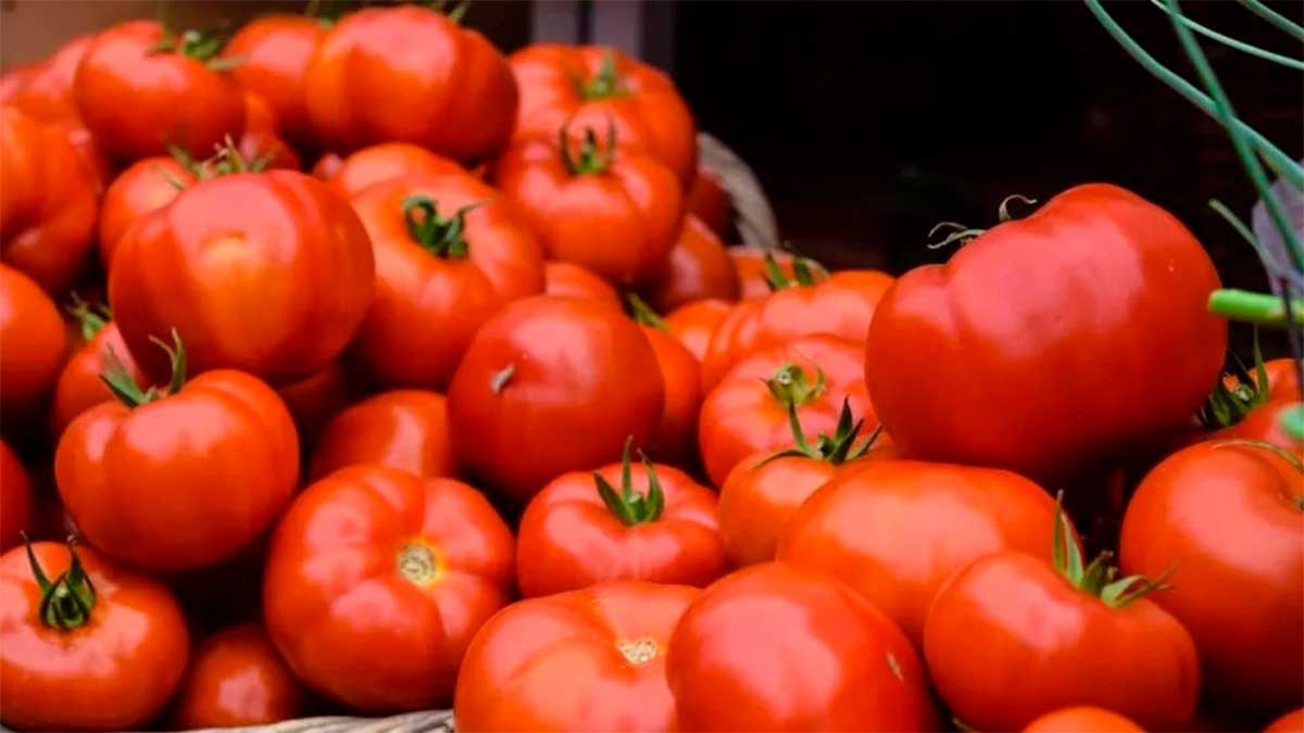 Activa Guanajuato plan emergente ante aranceles de EU al jitomate mexicano