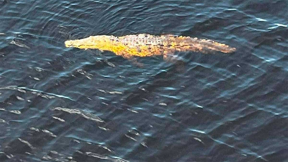 Joven guanajuatense pierde la vida tras caer de un puente y ser atacado por cocodrilos