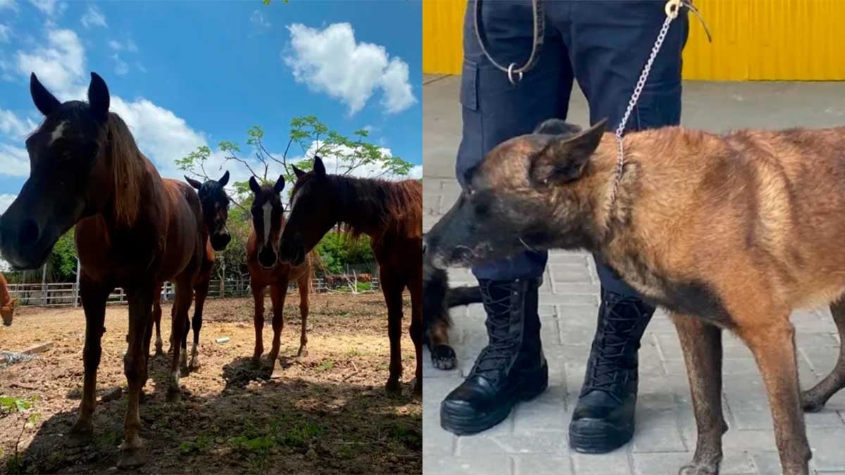 ¿Te gustaría adoptar a un perro o caballo policía jubilado? En León ya es posible
