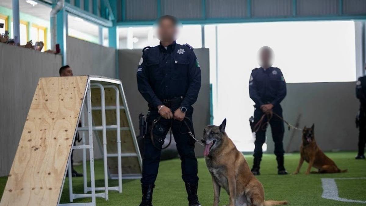 Esta es la fecha en la que te puedes postular para adoptar a perros y caballos policías