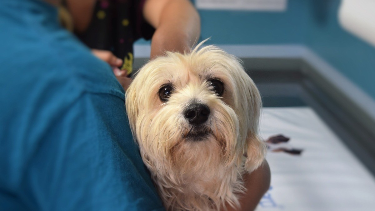 ¡Se agotan las citas! Todo un éxito Hospital Veterinario de León