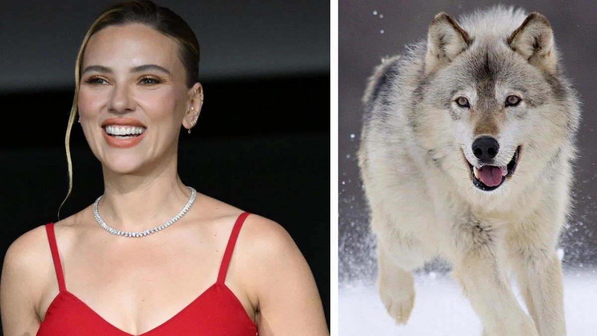 Voz de Scarlett Johansson es usada, ¡para ahuyentar lobos en granjas!
