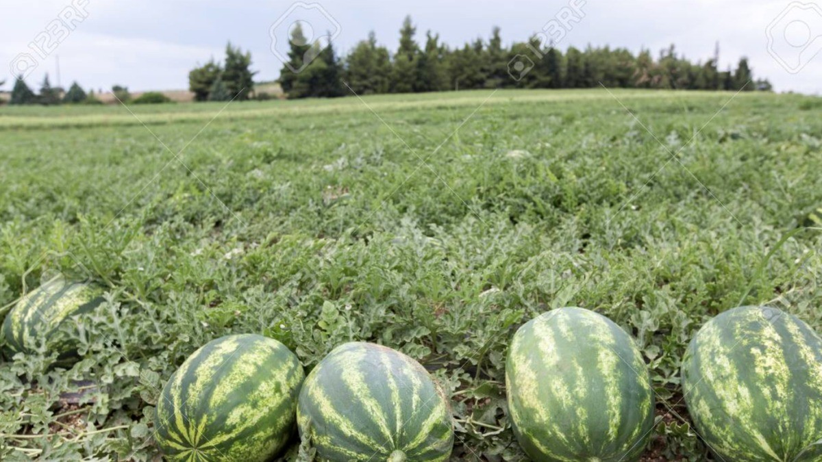 Les prometieron cortar sandías, los reclutó el narco 