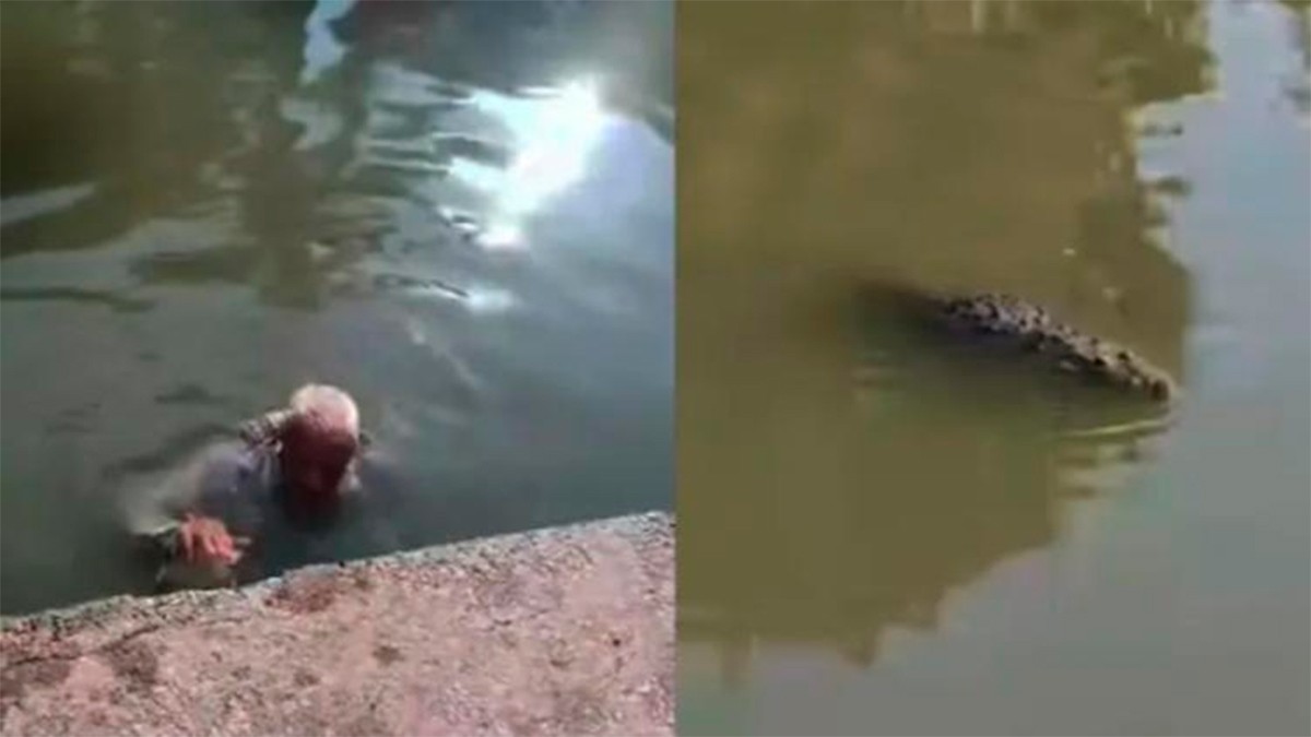 VIDEOS Abuelito nadaba en un río y un cocodrilo lo perseguía; influencer lo rescata